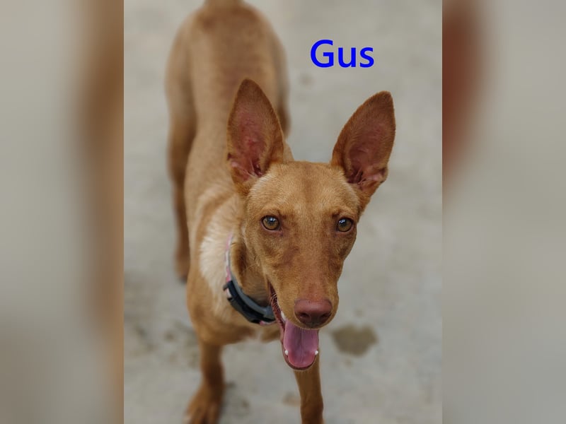 Gus geb. 01/2025 (ESP) - verspielter, fröhlicher und verschmuster, junger Podenco!