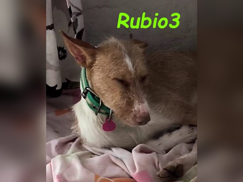 Rubio3 geb. 12/2024 (ESP) - freundlicher, kleiner Podenco-Rüde sucht sein Körbchen!