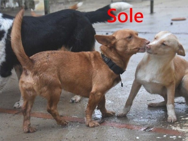 Sole geb. 03/2024 (ESP) - kleiner Traumhund sucht Pflegestelle oder FürImmerZuhause!
