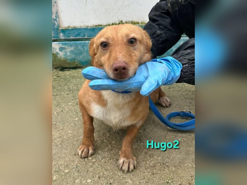 Hugo2 geb. 01/2025 (ESP) - verschmuster Podencojunge sucht liebevolle Familie!