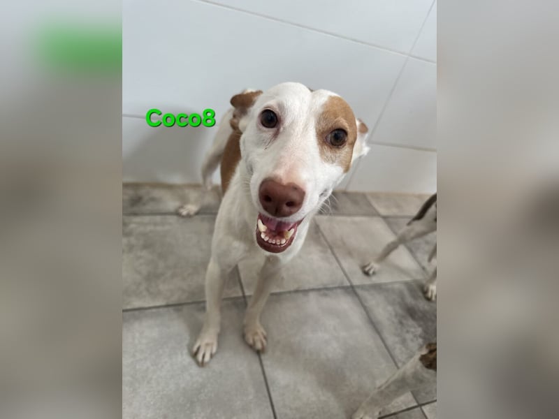 DRINGEND! Coco8 geb. 10/2019 (ESP) - wir brauchen Eure Mithilfe!