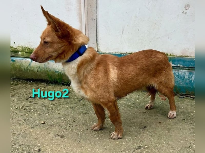 Hugo2 geb. 01/2025 (ESP) - verschmuster Podencojunge sucht liebevolle Familie!