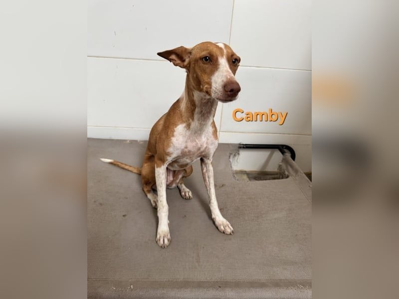 Camby geb. 01/2025 (ESP) - liebevolle, zugewandte Podenca sucht ihre Familie!