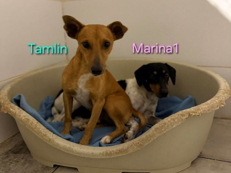 Tamlin geb. 07/2020 (ESP) - sehr liebevoller, edler und sanfter, kleiner Podenco!