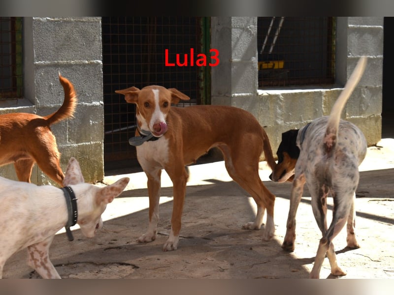 Lula3 geb. 08/2024 (ESP) - goldiges, schüchternes Hundemädchen!