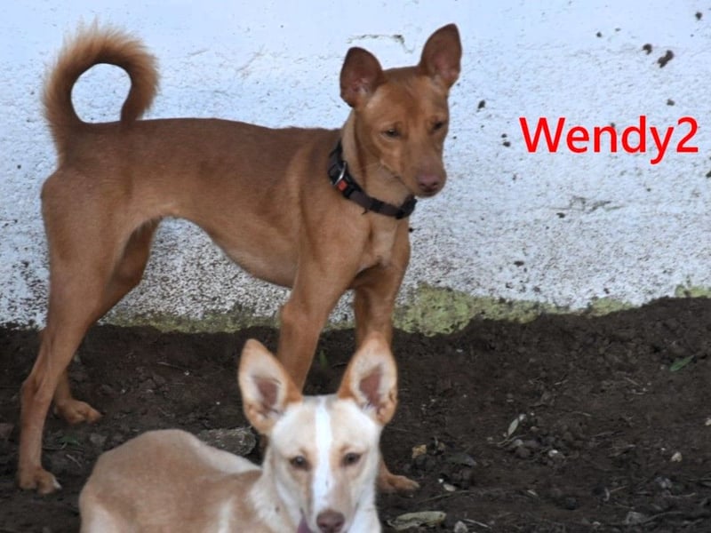 Wendy2 geb. 06/2024 (ESP) - soziale und verspielte, sehr hübsche Podenca Andaluz!