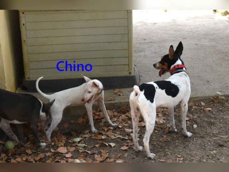Chino geb. 11/2025 (ESP) - unbeschwerter Podencowelpe sucht liebevolle Familie!