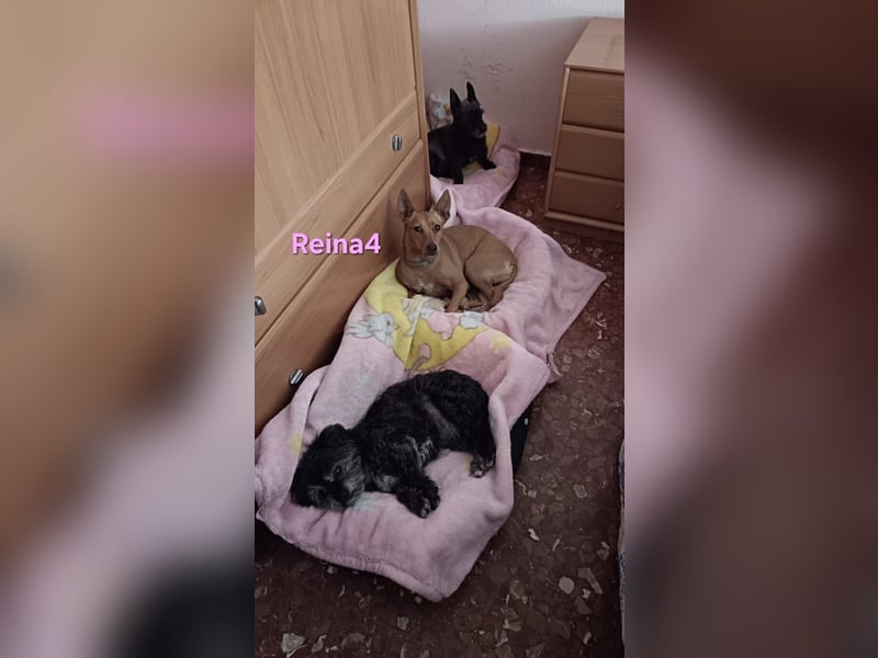 DRINGEND! Reina4 geb. 10/2022 (ESP) - treue Seele braucht neues Zuhause!