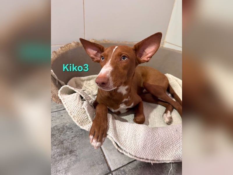 Kiko geb. 10/2025 (ESP) - zauberhafter, gut gelaunter Podenco-Junge!