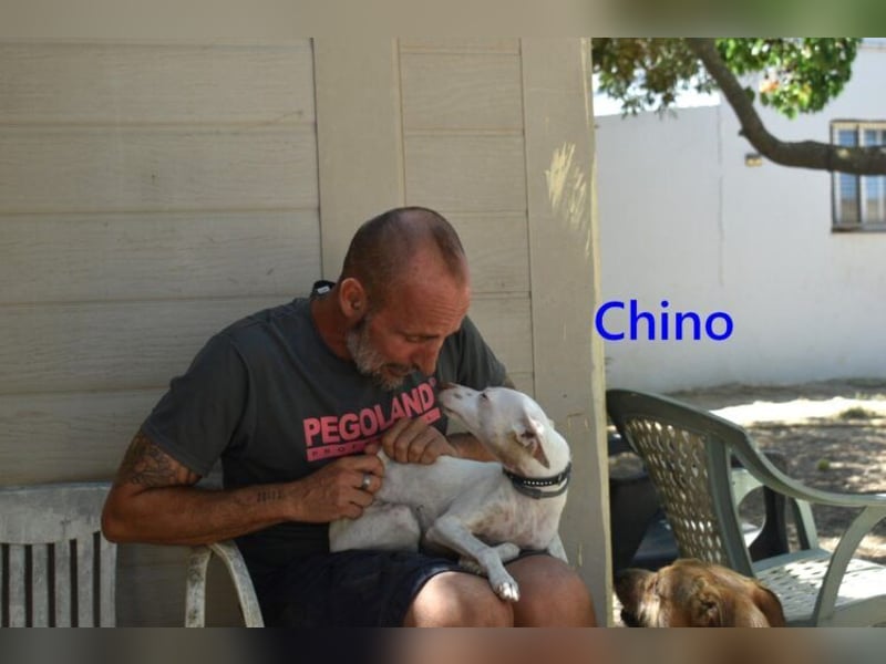 Chino geb. 11/2025 (ESP) - unbeschwerter Podencowelpe sucht liebevolle Familie!