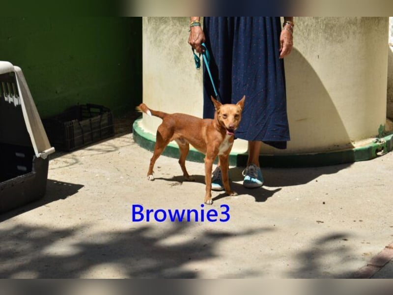 Brownie3 geb. 08/2025 (ESP) - gutgelaunter und fröhlicher Podenco!