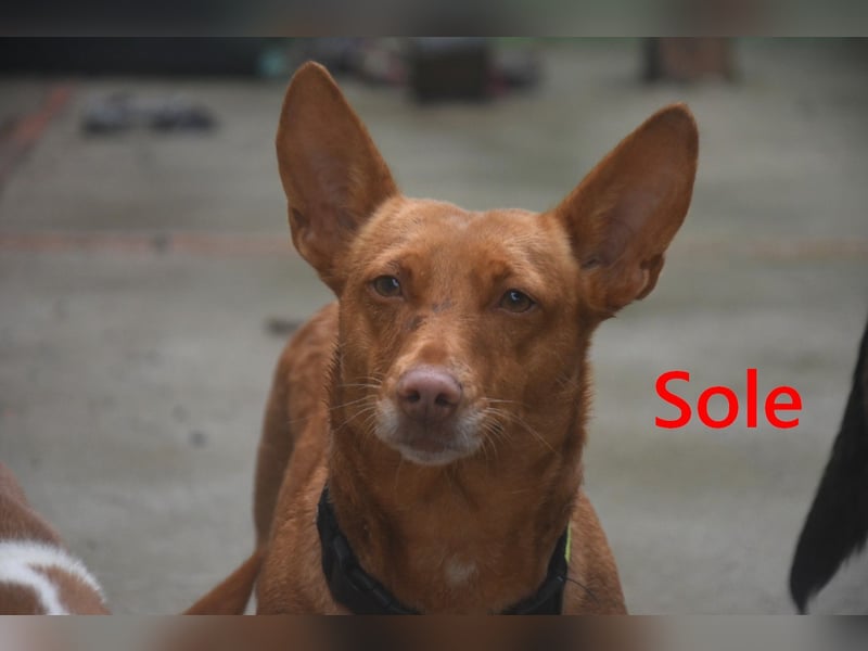 Sole geb. 03/2024 (ESP) - Mini-Podenca sucht ihre Familie!