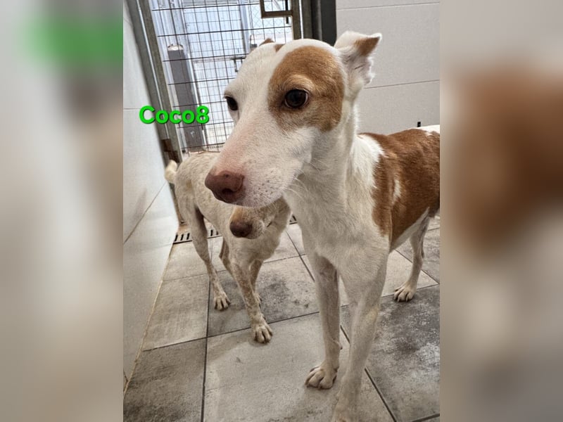DRINGEND! Coco8 geb. 10/2019 (ESP) - wir brauchen Eure Mithilfe!