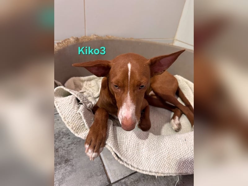Kiko geb. 10/2025 (ESP) - zauberhafter, gut gelaunter Podenco-Junge!