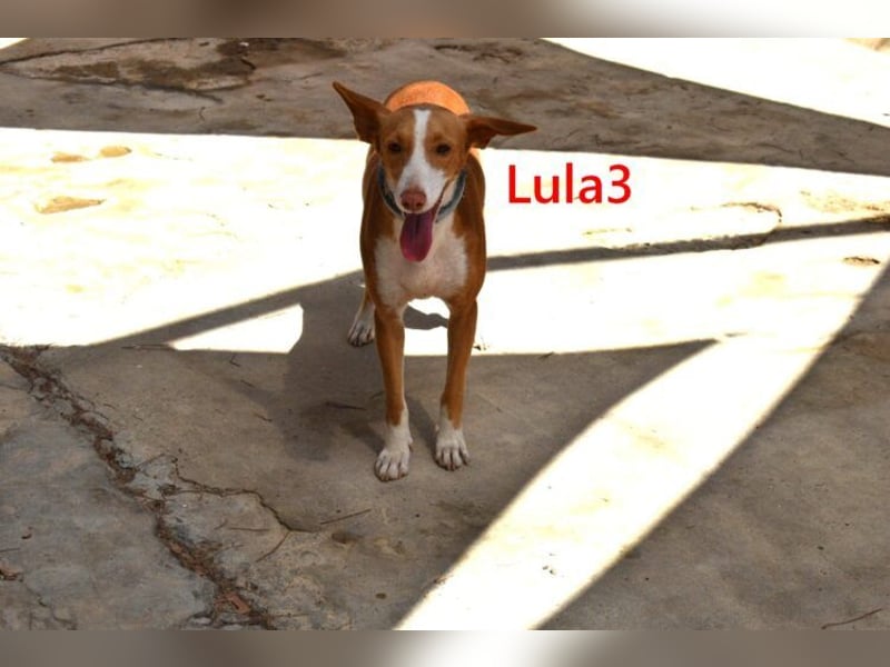 Lula3 geb. 08/2024 (ESP) - goldiges, schüchternes Hundemädchen!