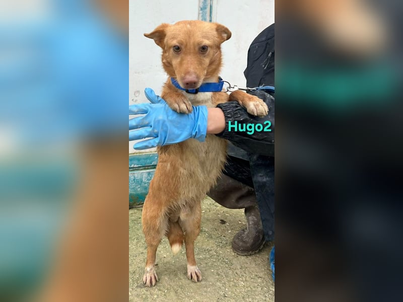 Hugo2 geb. 01/2025 (ESP) - verschmuster Podencojunge sucht liebevolle Familie!