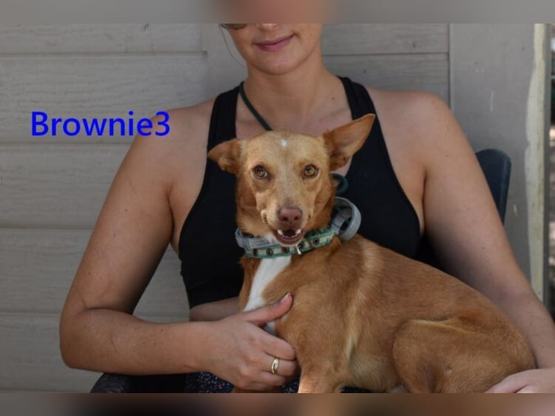 Brownie3 geb. 08/2025 (ESP) - gutgelaunter und fröhlicher Podenco!