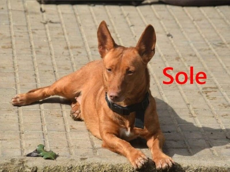Sole geb. 03/2024 (ESP) - kleiner Traumhund sucht Pflegestelle oder FürImmerZuhause!