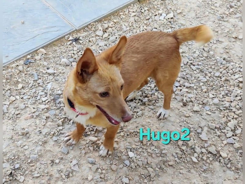 Hugo2 geb. 01/2025 (ESP) - verschmuster Podencojunge sucht liebevolle Familie!