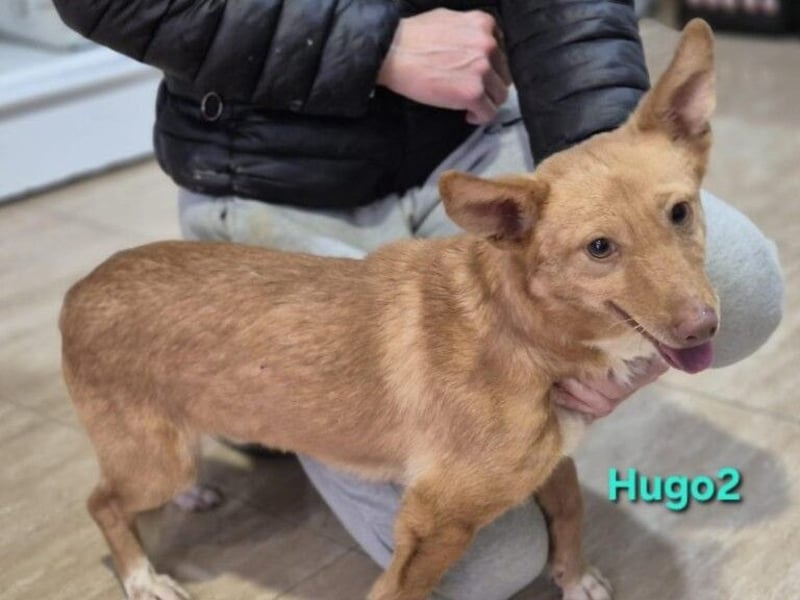 Hugo2 geb. 01/2025 (ESP) - verschmuster Podencojunge sucht liebevolle Familie!
