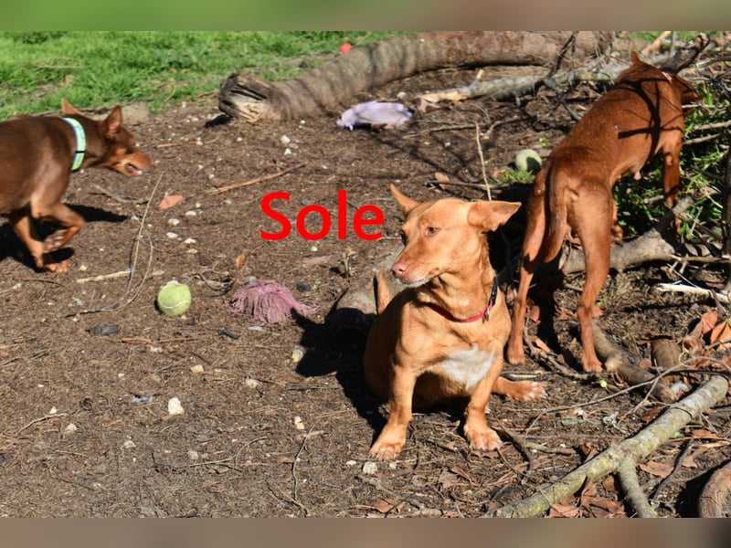 Sole geb. 03/2024 (ESP) - Mini-Podenca sucht ihre Familie!