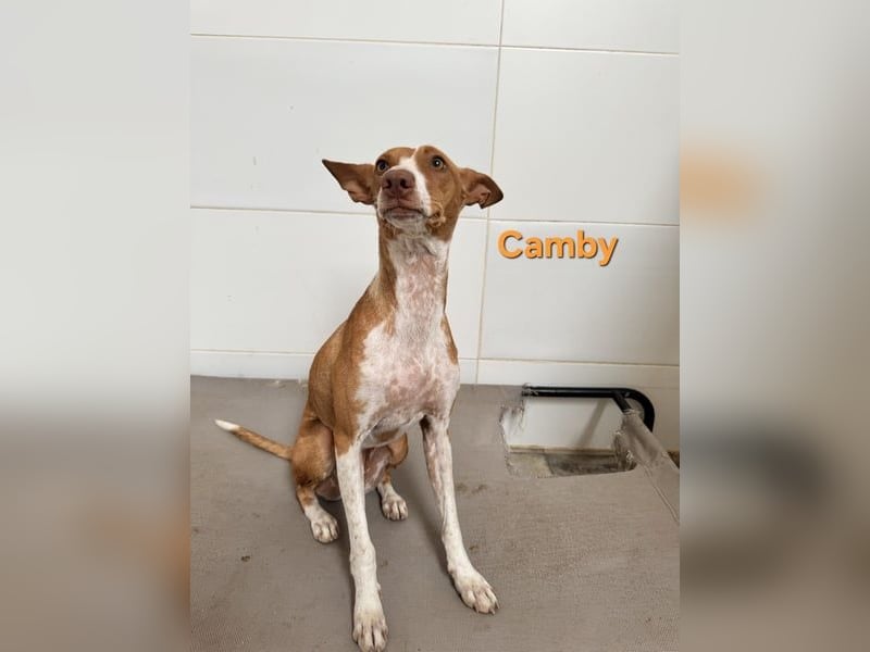 Camby geb. 01/2025 (ESP) - liebevolle, zugewandte Podenca sucht ihre Familie!