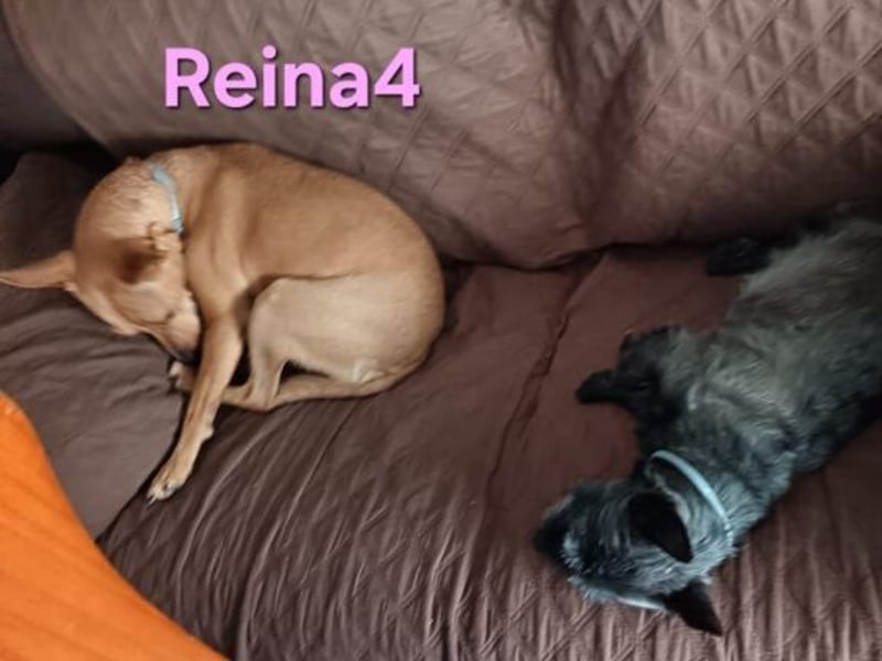 DRINGEND! Reina4 geb. 10/2022 (ESP) - treue Seele braucht neues Zuhause!