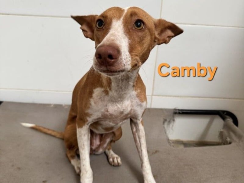Camby geb. 01/2025 (ESP) - liebevolle, zugewandte Podenca sucht ihre Familie!