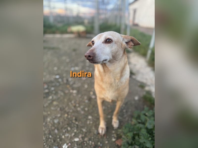 Indira geb. 03/2023 (ESP) - wunderschöne und liebevolle Podenca!