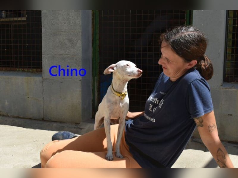 Chino geb. 11/2025 (ESP) - unbeschwerter Podencowelpe sucht liebevolle Familie!