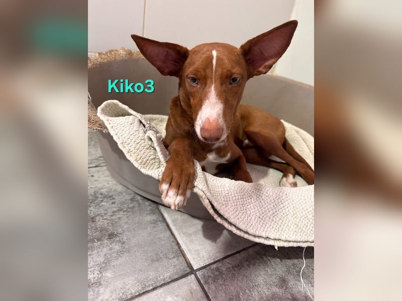 Kiko geb. 10/2025 (ESP) - zauberhafter, gut gelaunter Podenco-Junge!
