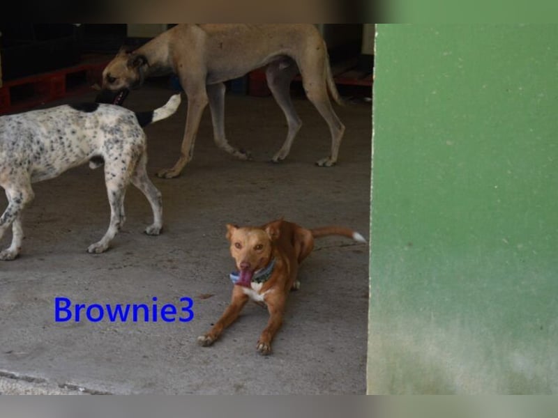 Brownie3 geb. 08/2025 (ESP) - gutgelaunter und fröhlicher Podenco!