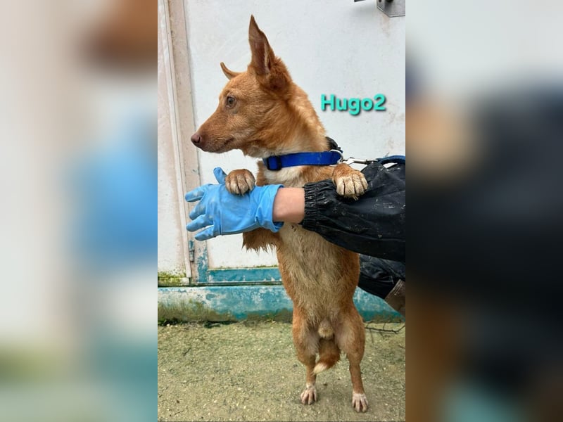 Hugo2 geb. 01/2025 (ESP) - verschmuster Podencojunge sucht liebevolle Familie!