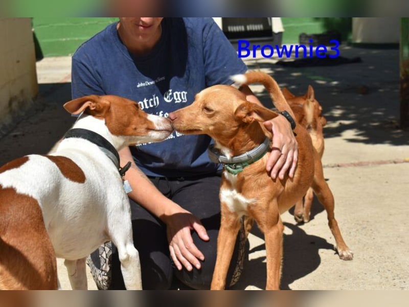 Brownie3 geb. 08/2025 (ESP) - gutgelaunter und fröhlicher Podenco!