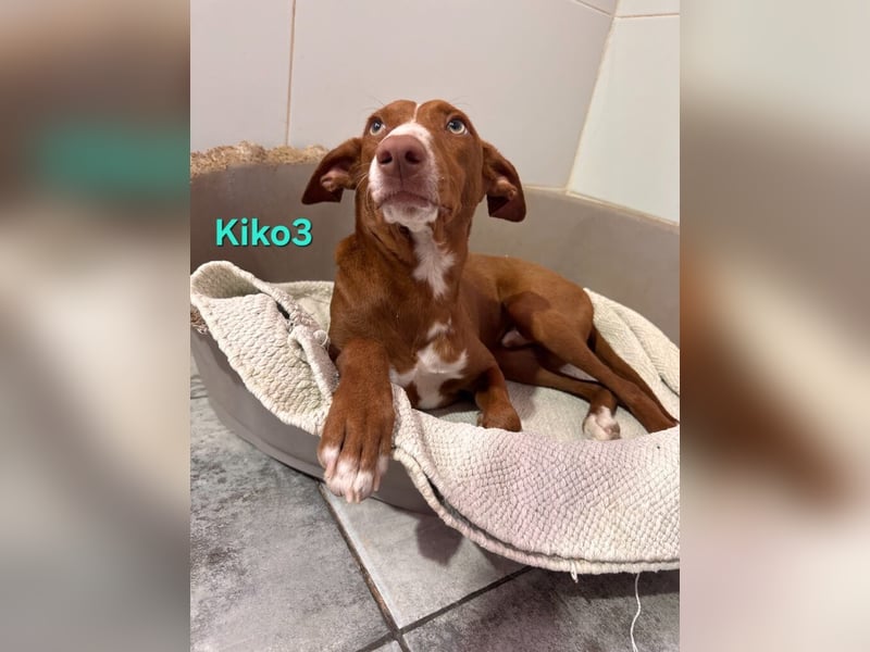 Kiko geb. 10/2025 (ESP) - zauberhafter, gut gelaunter Podenco-Junge!