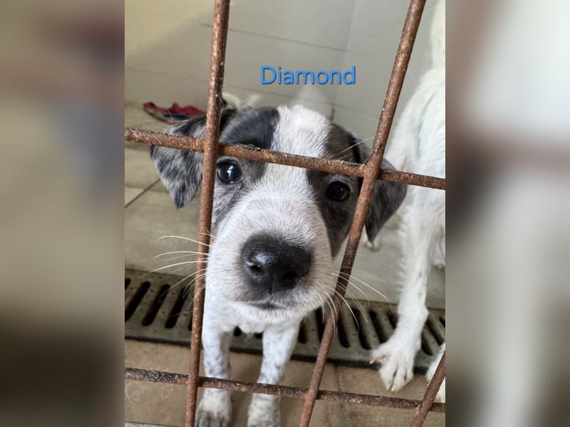 Diamond geb. 03/2026 (ESP) - unkomplizierter Podenco Welpe sucht seinen Komplizen!