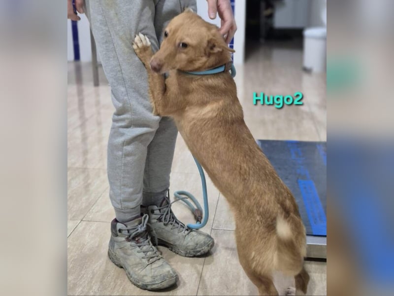 Hugo2 geb. 01/2025 (ESP) - verschmuster Podencojunge sucht liebevolle Familie!