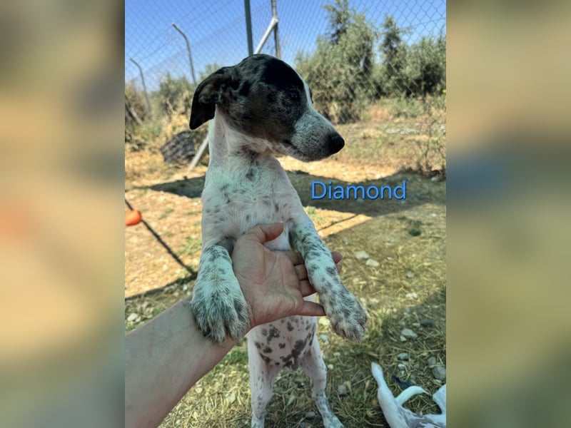 Diamond geb. 03/2026 (ESP) - unkomplizierter Podenco Welpe sucht seinen Komplizen!