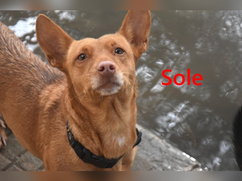 Sole geb. 03/2024 (ESP) - Mini-Podenca sucht ihre Familie!