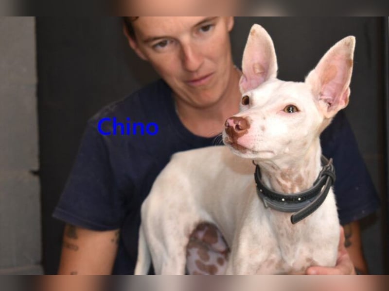 Chino geb. 11/2025 (ESP) - unbeschwerter Podencowelpe sucht liebevolle Familie!