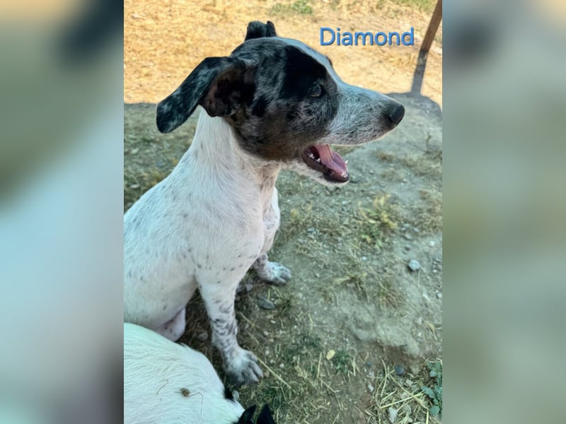 Diamond geb. 03/2026 (ESP) - unkomplizierter Podenco Welpe sucht seinen Komplizen!
