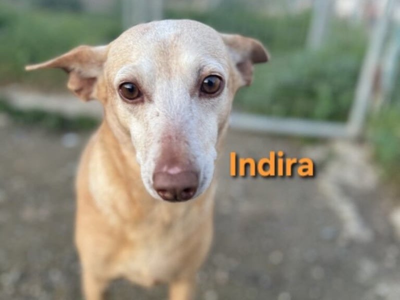 Indira geb. 03/2023 (ESP) - wunderschöne und liebevolle Podenca!