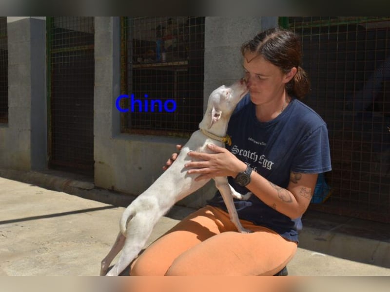 Chino geb. 11/2025 (ESP) - unbeschwerter Podencowelpe sucht liebevolle Familie!