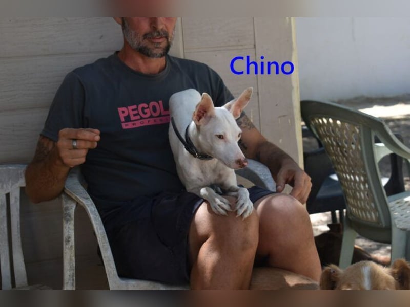 Chino geb. 11/2025 (ESP) - unbeschwerter Podencowelpe sucht liebevolle Familie!