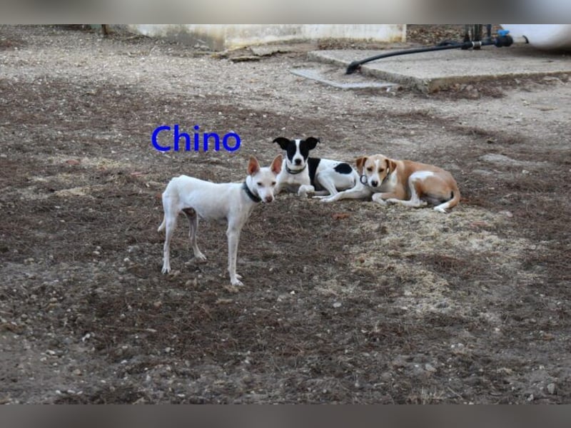 Chino geb. 11/2025 (ESP) - unbeschwerter Podencowelpe sucht liebevolle Familie!
