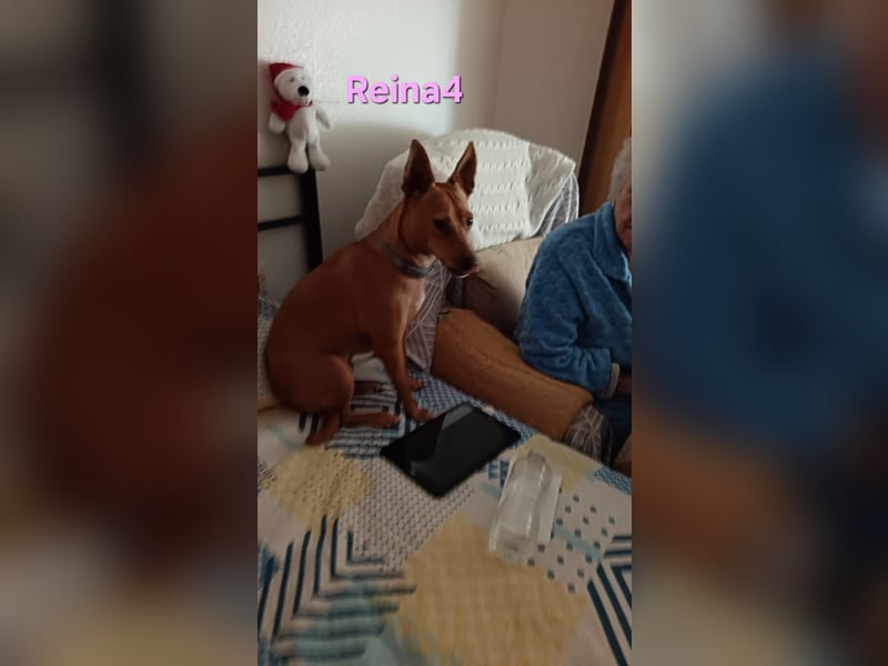 DRINGEND! Reina4 geb. 10/2022 (ESP) - treue Seele braucht neues Zuhause!