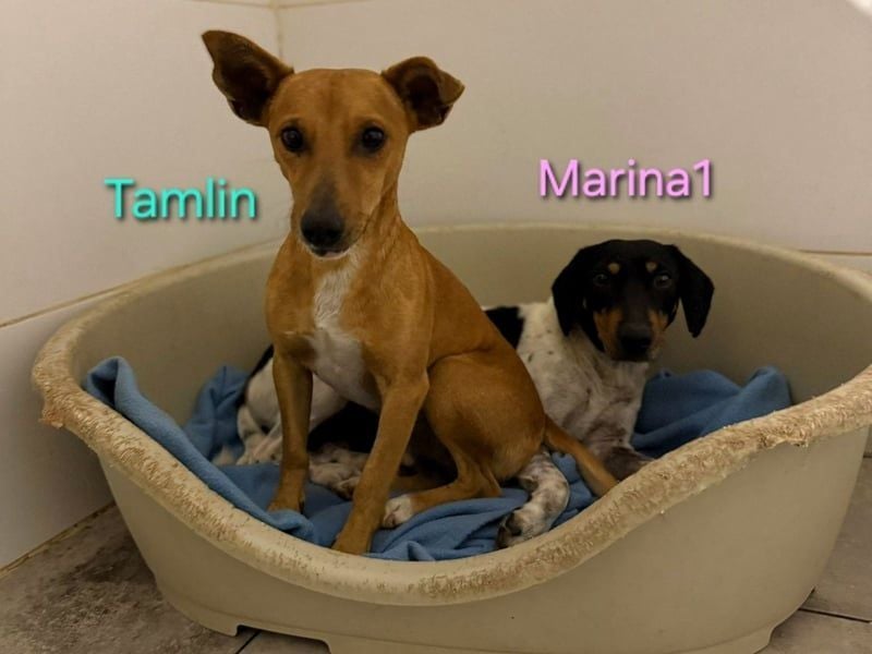 Tamlin geb. 07/2020 (ESP) - sehr liebevoller, edler und sanfter, kleiner Podenco!