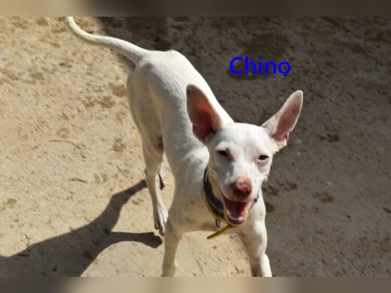 Chino geb. 11/2025 (ESP) - unbeschwerter Podencowelpe sucht liebevolle Familie!