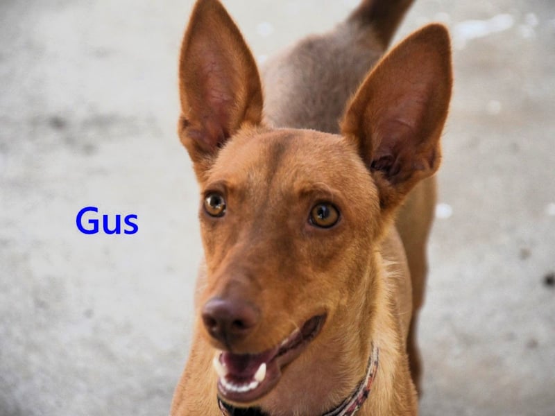 Gus geb. 01/2025 (ESP) - verspielter, fröhlicher und verschmuster, junger Podenco!