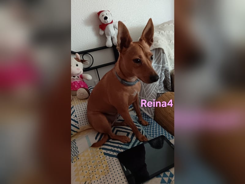 DRINGEND! Reina4 geb. 10/2022 (ESP) - treue Seele braucht neues Zuhause!